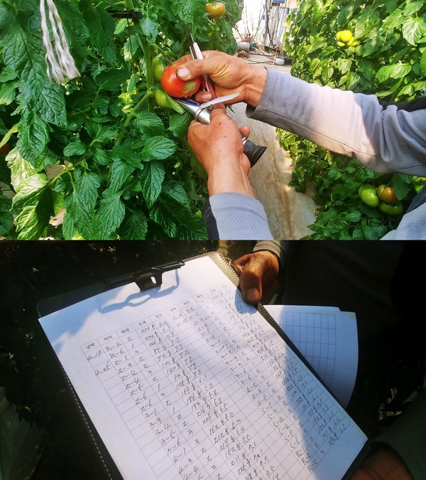 김두한 덕암 토마토 대표가 춘천시 신북읍 율문리에 위치한 자신의 토마토 농장 재배 시설에서 당도를 체크하고 있다. 아래 사진은 날짜별로 당도를 기록한 리스트. (사진=방정훈 기자)