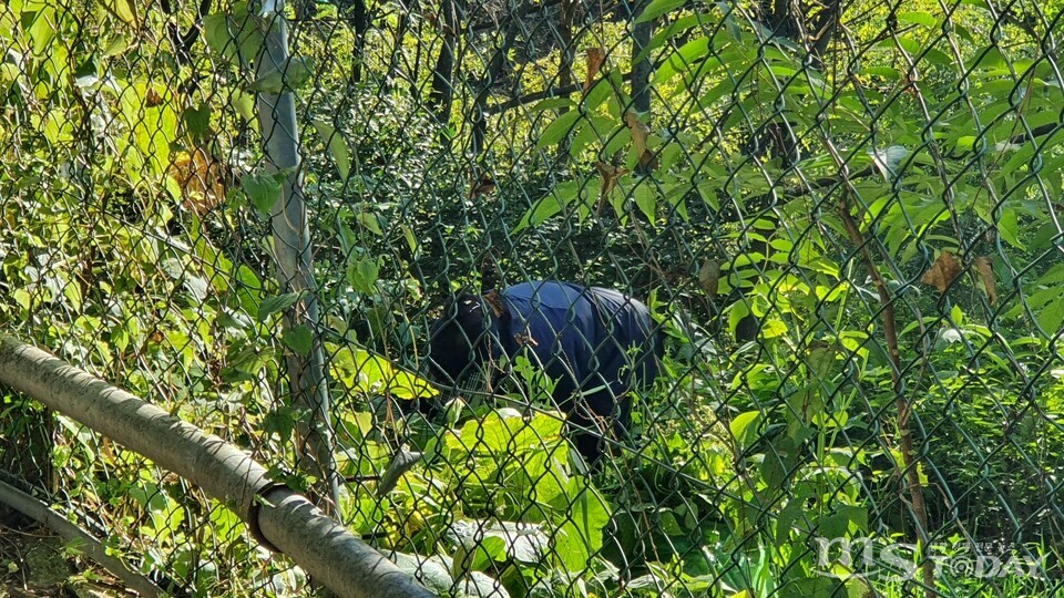 춘천 봉의산에서 한 시민이 지정된 등산로를 넘어 임산물을 채취하고 있다. (사진=석민정 기자)