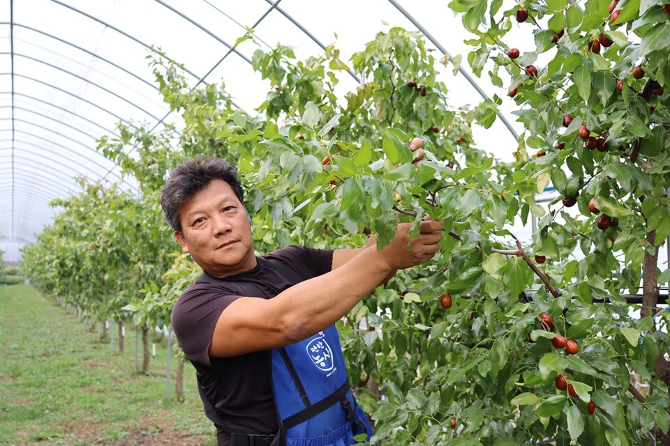 서면 박사마을 대추농장을 운영 중인 경태현 대표. (사진=신초롱 기자)