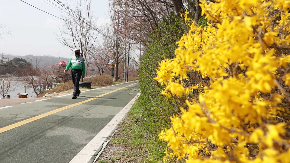 춘천 근화동 공지천에 개나리가 활짝 핀 가운데 시민이 산책을 즐기고 있다. (사진=박지영 기자)