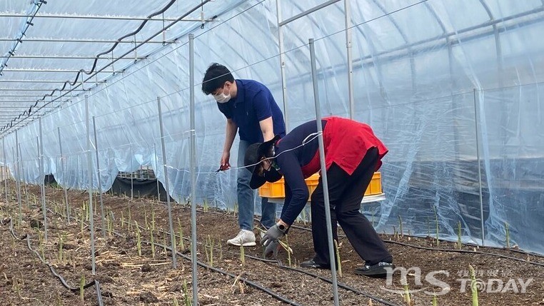 춘천의 한 농가에서 아스파라거스를 수확하고 있다. (사진=박수현 기자)