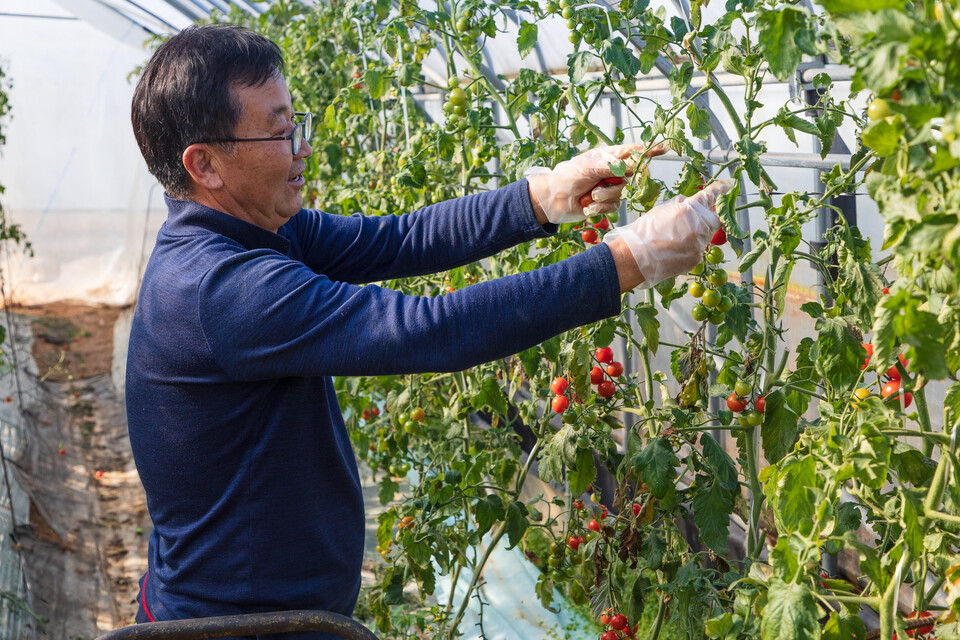 김장환 동면 지내3리 이장이 내공이 쌓인 양손으로 토마토를 따고 있다. (사진=이정욱 기자)