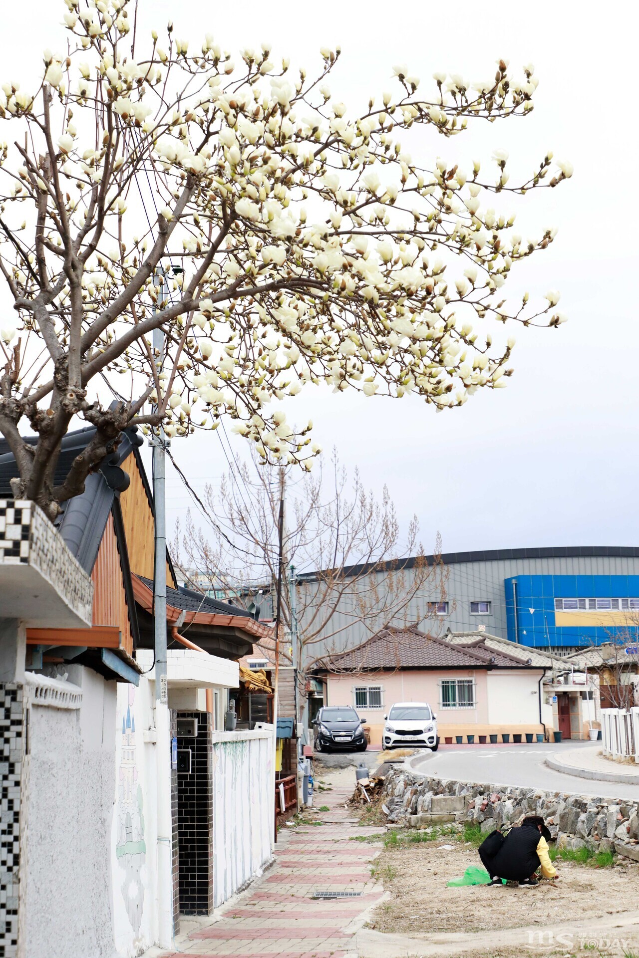 순백색 목련이 활짝 핀 춘천 약사동 한 주택 앞에서 중년의 여성이 봄나물을 다듬고 있다. (사진=박지영 기자)