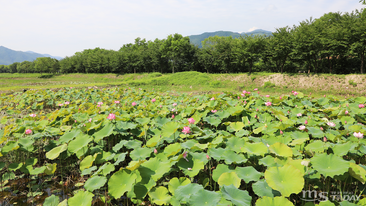 화천군 하남면 서오지리에 위치한 연꽃단지에 분홍빛 연꽃들이 잇따라 꽃망울을 터뜨리고 있다. (사진=박지영 기자)