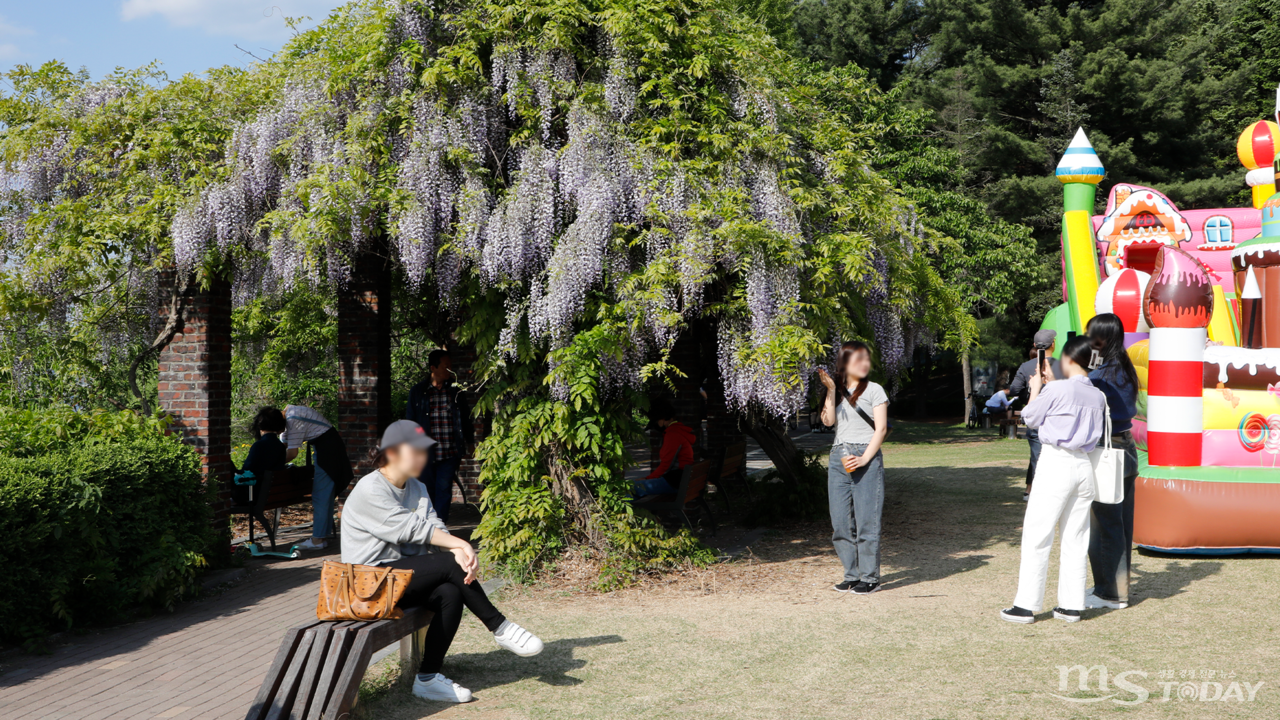 춘천 삼천동 상상마당에 등나무 꽃이 만개해 추억을 남기려는 시민들의 발길을 사로잡고 있다. (사진=박지영 기자)