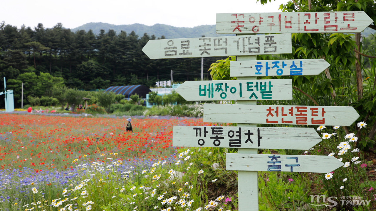 꽃양귀비는 오전에 활짝 피어 에쁜 양귀비의 모습을 모고싶다면 오전에 방문하는 것이 좋다. (사진=박지영 기자)