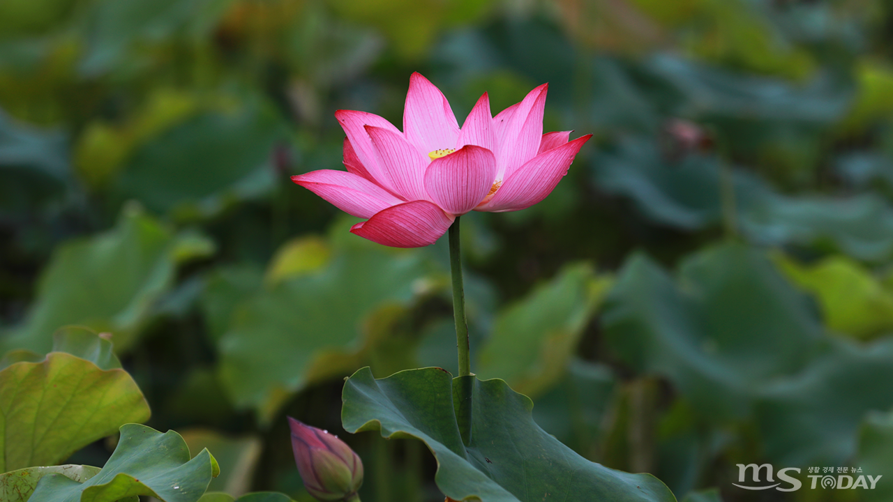 화천 연꽃마을에 꽃망울을 활짝 터트린 연꽃이 아름다운 자태를 뽐내고 있다. (사진=박지영 기자)