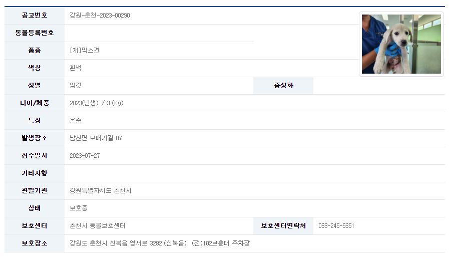 춘천시 동물보호 센터에서 보호 중인 동물 공고. (사진=국가동물보호정보시스템)