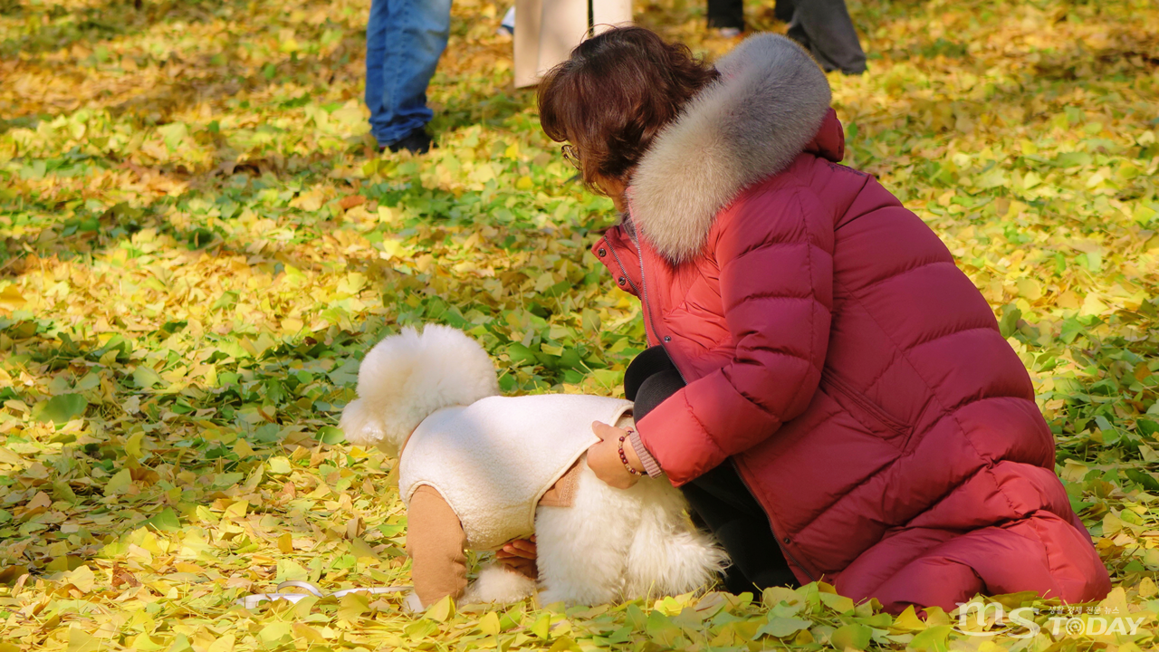 겨울옷을 입은 반려견과 패딩 점퍼로 몸을 감싼 관광객이 노랗게 깔린 늦가을 풍경을 눈에 담고 있다. (사진=남이섬)