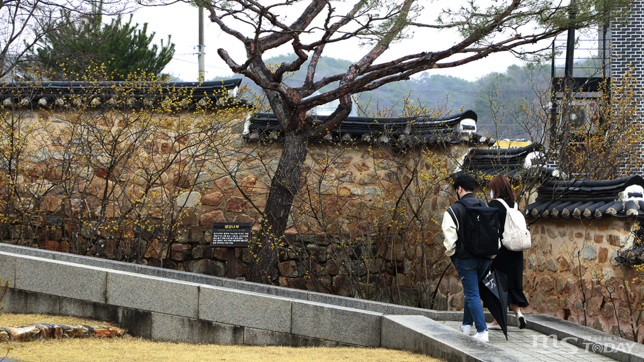 봄비를 가득 머금고 꽃망울을 활짝 터뜨린 생강나무꽃이 봄 정취를 자아내고 있다. (사진=박지영 기자)