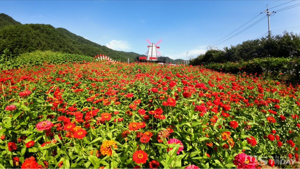 평창군 백일홍축제가 13일~22일까지 평창읍 평창강 둔치 일원에서 개최된다. (사진=평창군)