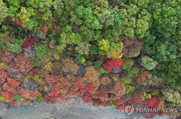 15일 강원 태백시 철암단풍군락지의 단풍이 점차 가을옷을 갈아입고 있다. [연합뉴스]